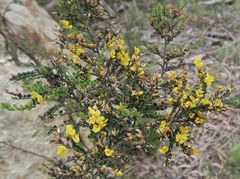 Bossiaea foliosa
