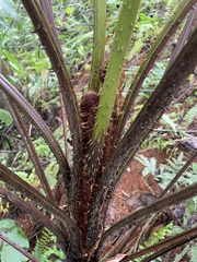 Cyathea microdonta
