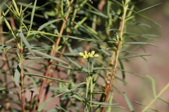 Pimelea neoanglica