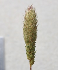 Phalaris paradoxa
