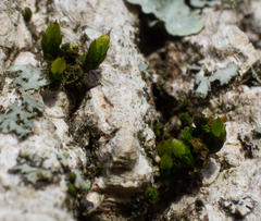 Orthotrichum ohioense