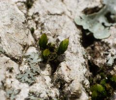 Orthotrichum ohioense