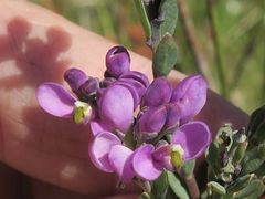 Comesperma retusum