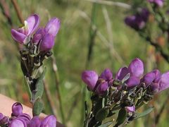 Comesperma retusum