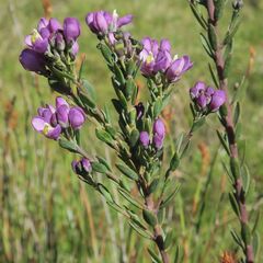 Comesperma retusum