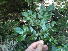 Pararchidendron pruinosum