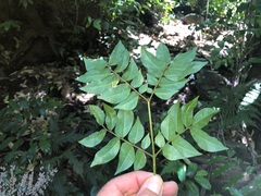 Pararchidendron pruinosum