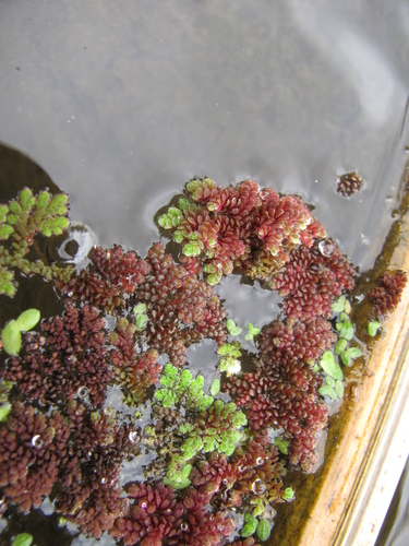 Azolla filiculoides observed 2011-08-23