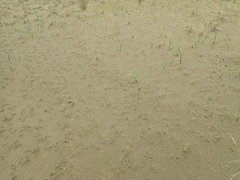 Eleocharis neozelandica