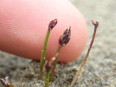 Eleocharis neozelandica