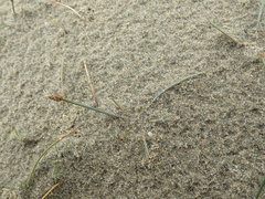 Eleocharis neozelandica