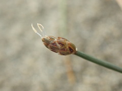 Eleocharis neozelandica