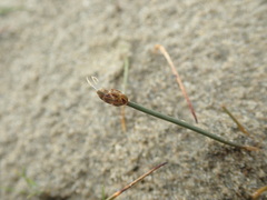 Eleocharis neozelandica