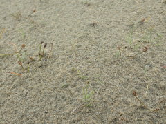 Eleocharis neozelandica