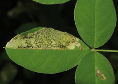 Leucoptera laburnella