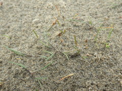 Eleocharis neozelandica