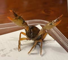 Engaeus tuberculatus