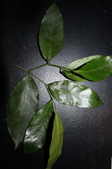 Huberantha nitidissima