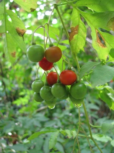 Solanum seaforthianum observed 2011-08-23