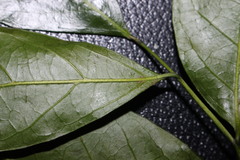 Huberantha nitidissima