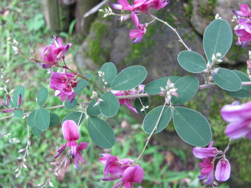 Lespedeza bicolor observed 2011-08-23