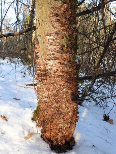 Spindulinis Skylenis