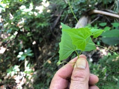 Zehneria cunninghamii