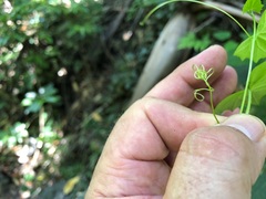 Zehneria cunninghamii