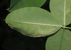Leucoptera laburnella
