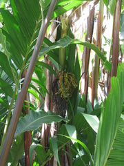 Pinanga coronata