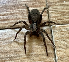 Lycosoidea