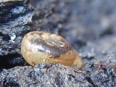 Helminthoglypta tudiculata