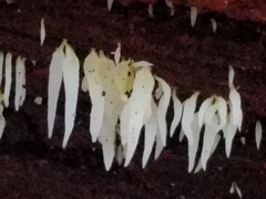 Mucronella fusiformis