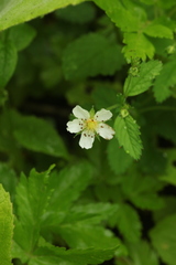 Potentilla elatior