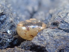 Helminthoglypta tudiculata