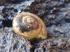Helminthoglypta tudiculata