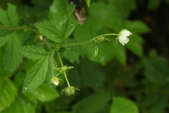 Potentilla elatior