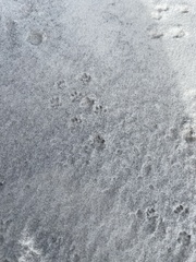Peromyscus polionotus peninsularis