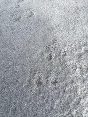 Peromyscus polionotus peninsularis