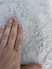 Peromyscus polionotus peninsularis