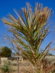 Pinus