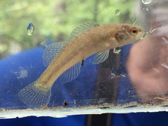 Etheostoma phytophilum