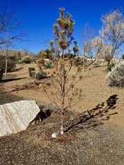 Pinus