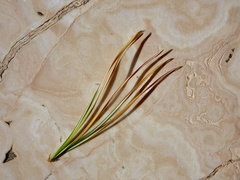 Pinus