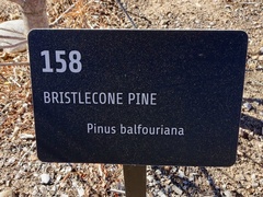 Pinus