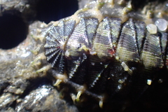 Mopalia porifera