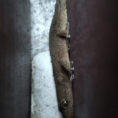 Hemidactylus bowringii