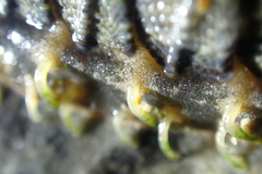 Mopalia porifera