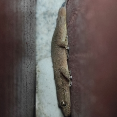 Hemidactylus bowringii