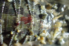 Mopalia porifera